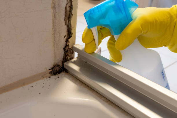 Best Toxic Mold Removal  in Drexel Heights, AZ