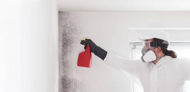 Best Mold Damage Repair  in Drexel Heights, AZ
