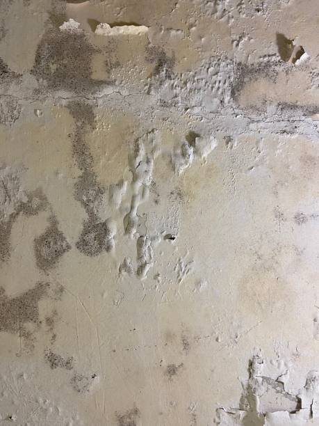 Best Emergency Mold Removal  in Drexel Heights, AZ