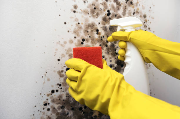 Best Office Mold Removal Services  in Drexel Heights, AZ