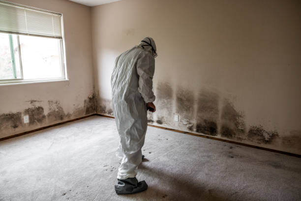 Best Commercial Mold Removal  in Drexel Heights, AZ