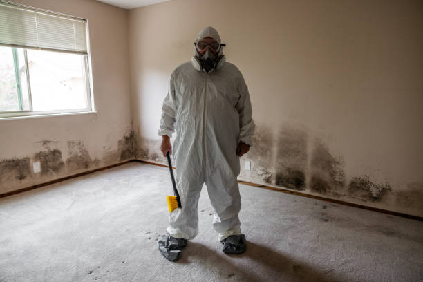 Best Attic Mold Removal  in Drexel Heights, AZ